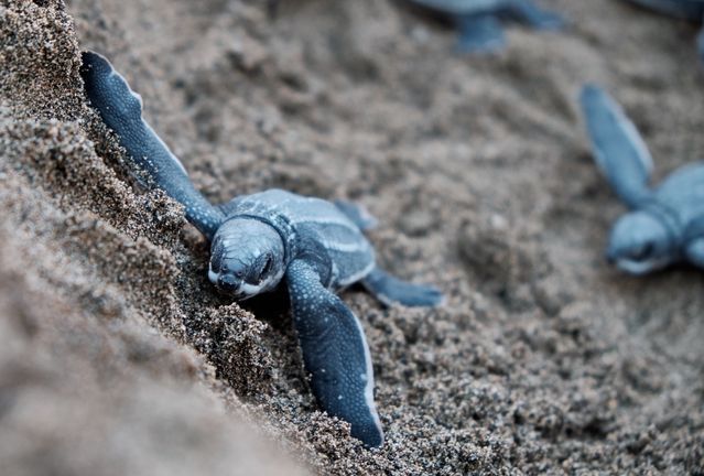 lederschildkröten baby
